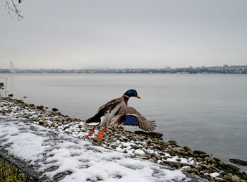 Bird on a lake during winter