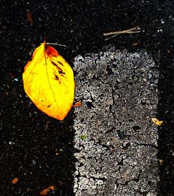 Autumnal leaves on ground