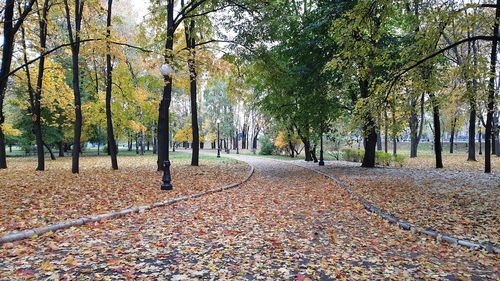 Footpath amidst trees in park during autumn