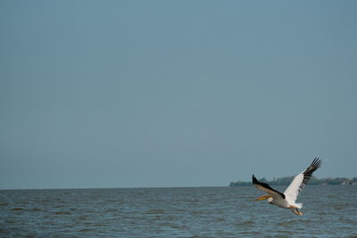 Seagulls flying over sea against clear sky