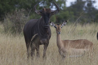 Deer in a field