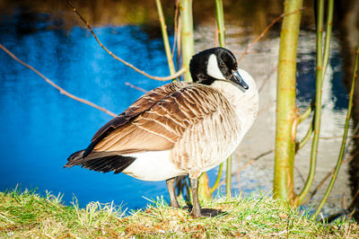 Close-up of bird perching on grass