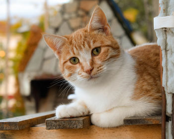 Close-up of cat sitting on table