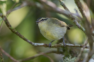 Close-up of bird perching on branch