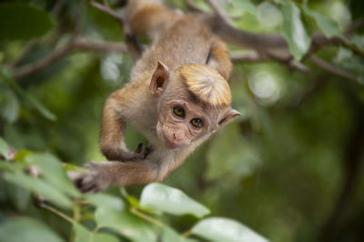 Monkey looking away