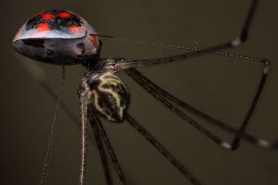 close-up
