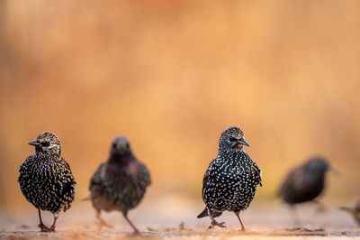 Close-up of bird