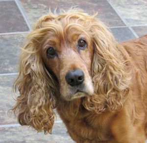 Close-up portrait of dog