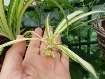 Close-up of hand holding plant