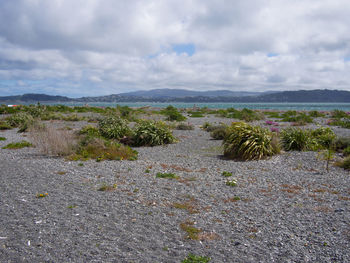 Plants growing on shore against sky