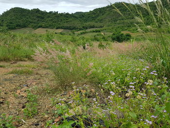 Scenic view of grassy field and trees