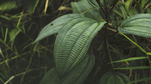 Close-up of fresh green plant