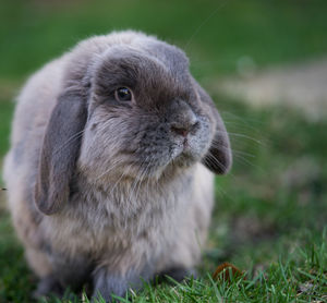 Close-up of rabbit on field