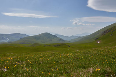 Scenic view of field against sky