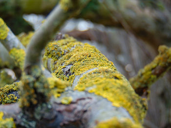 Close-up of moss growing on rock