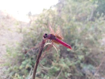 Close-up of dragonfly on flower