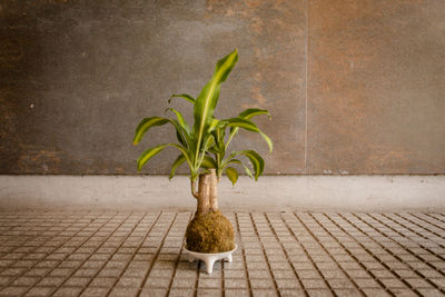 Close-up of potted plant on footpath against wall