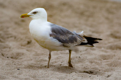 Close-up of seagull perching on land