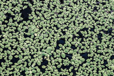 Full frame shot of green leaves in pond