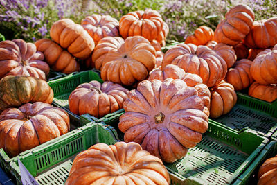 Autumn fair. farm vegetables, fruits, pumpkins. thanksgiving and halloween celebrations, fall gifts