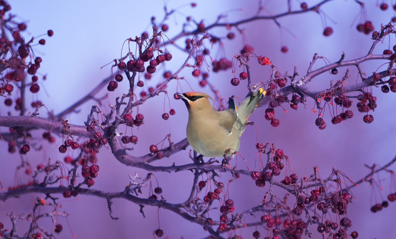 Sue.B Nature photographie 🦋