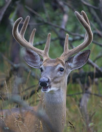 Close-up portrait of deer