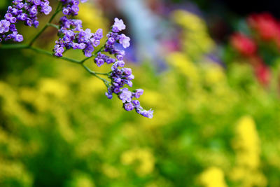 Close-up of purple flowering plant