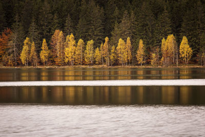 Scenic view of lake in forest during autumn