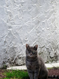 Grey tabby cat and one eye enjoyment face
