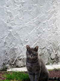 Portrait of cat sitting on wall