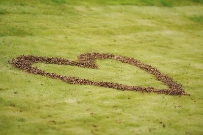 Close-up of snake on field