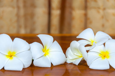 Close-up of white flowers on table