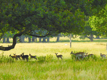 View of deer on grassy field