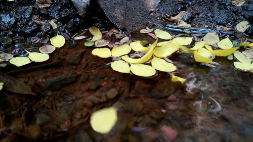 Leaves on rock