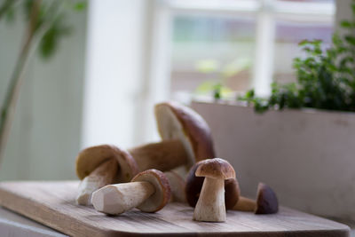 Close-up of cep on table