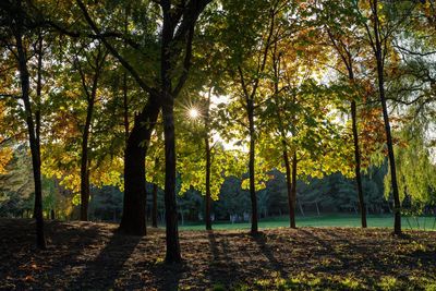 Sunlight streaming through trees in forest