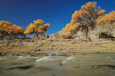 0703 yellow-leaved poplars across yulin river next to yulin buddhist caves. guazhou cty.-gansu-china