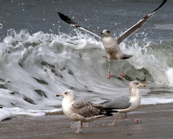 Seagulls flying over sea