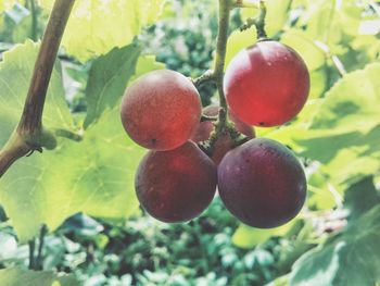 Low angle view of fruits on tree