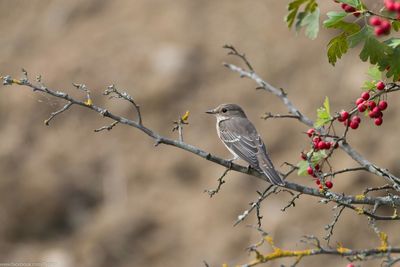 Close-up of plant against blurred background