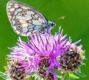 Close-up of butterfly pollinating on thistle