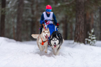 View of a dog on snow covered land