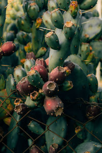 Close-up of berries growing on tree