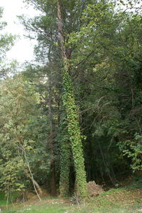 Trees growing in forest