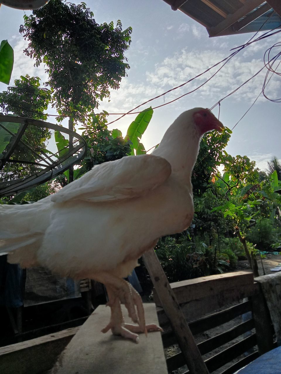 plant, bird, tree, nature, animal, animal themes, no people, day, outdoors, architecture, sculpture, sky, animal wildlife