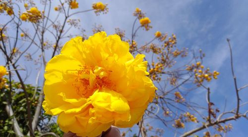 Close-up of yellow flowering plant against sky