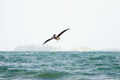 Bird flying over sea against clear sky