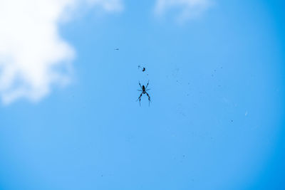 Low angle view of spider against blue sky