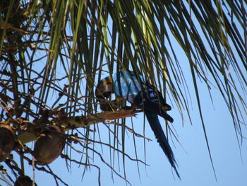 Low angle view of bird perching on branch