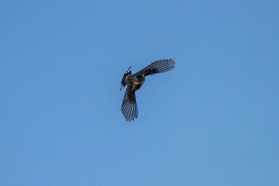 Low angle view of eagle flying in sky